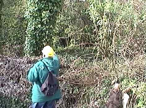 western escape portal in dense undergrowth