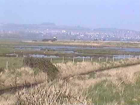 farlington starfish site