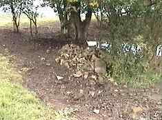 Southwick HAA remains