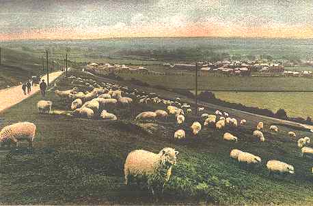 Sheep grazing on Portsdown - 1905
