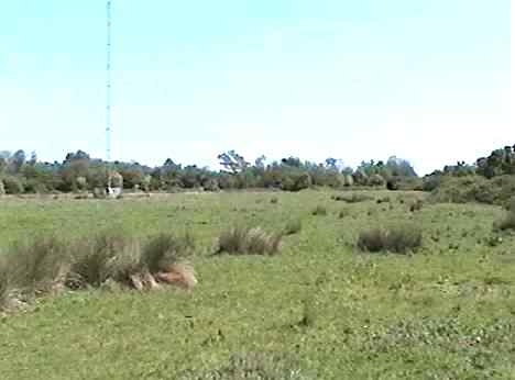 Copse containing the redoubt